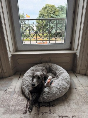 animaux-acceptes-hotel-cherbourg__