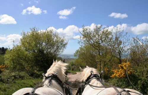 Presqu'&icirc;le en Fleurs